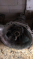 NİSSAN PİCKUP D22 4*4 ŞANZUMAN -X14042025-2401