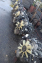 SSANGYONG ACTYON MOTOR