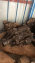 DAİHATSU TERİOS 1.3 ARAZİ ORJİNAL ŞANZUMAN